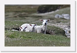 vuonon lampaita_sheeps4550 * 1390 x 900 * (877KB)